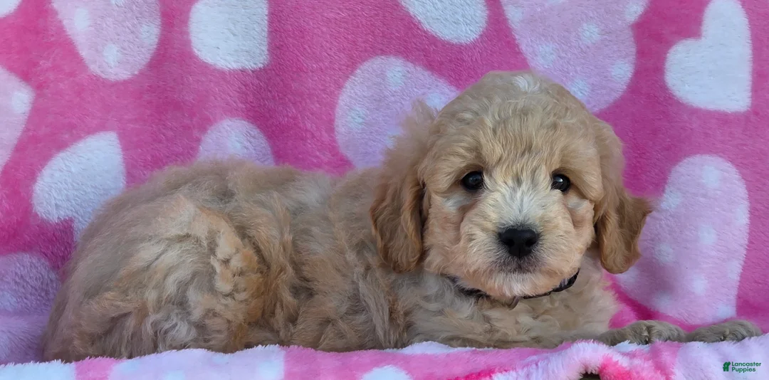 Mini Goldendoodle dogs for sale: Holly - Ad 2