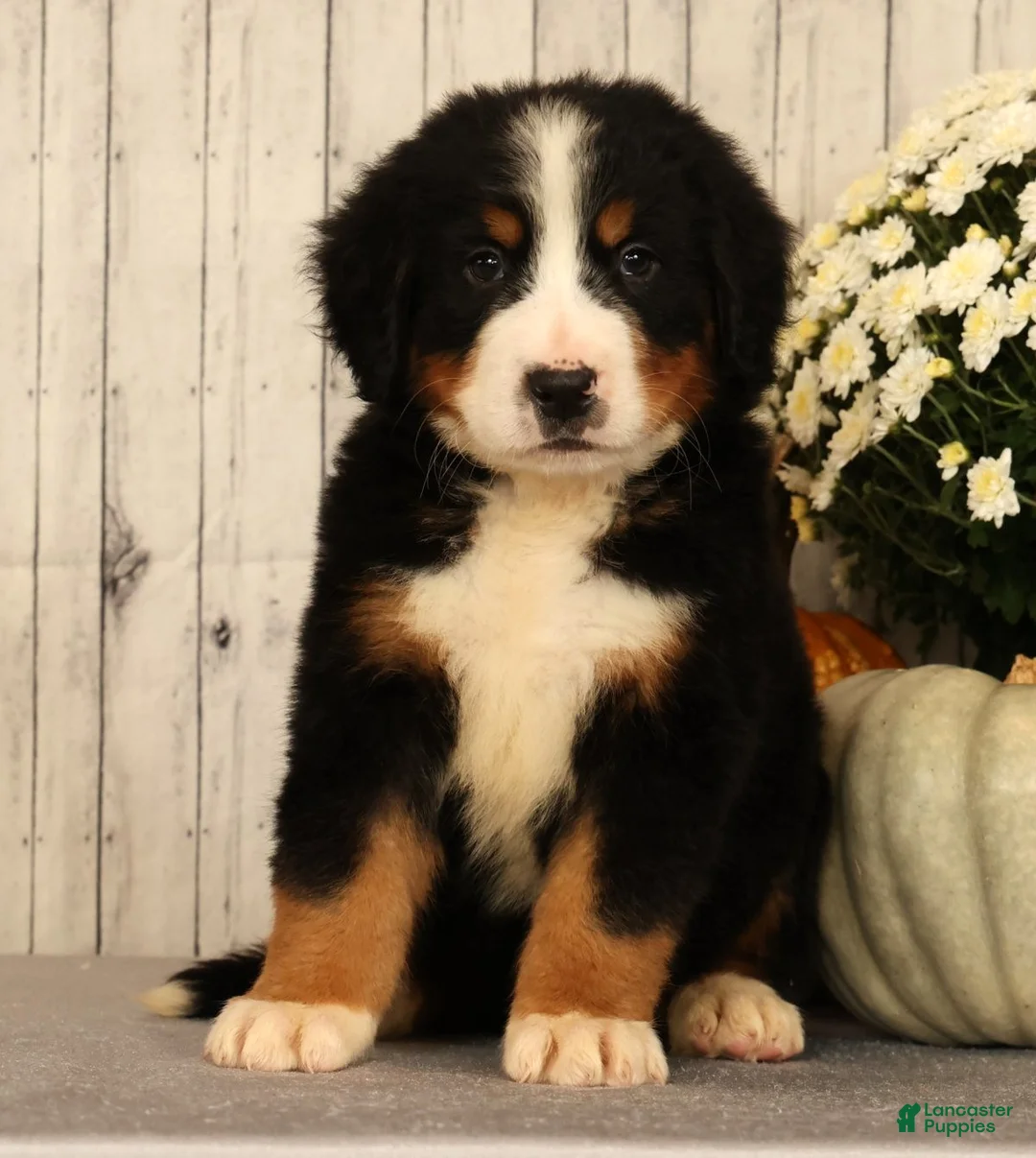 Bernese Mountain Dog dogs for sale: Hitch - Ad 2