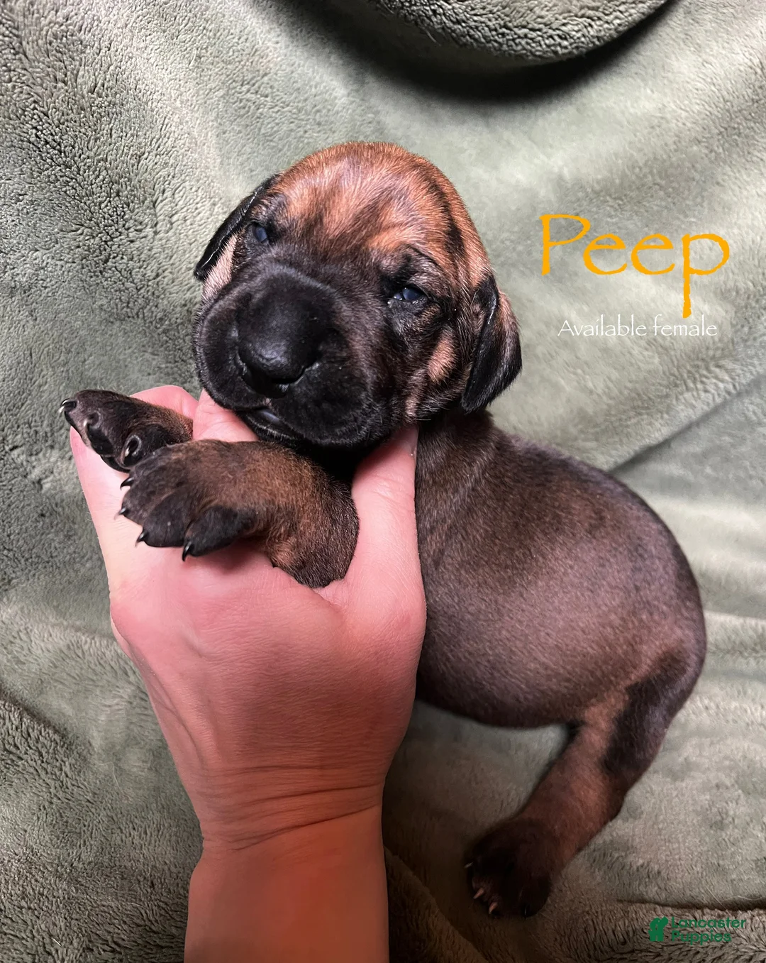 Great Dane dogs for sale: Peep - Ad 1