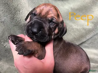 Great Dane dogs Peep - Ad 8