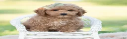 Mini Goldendoodle dogs for sale: ozzy - Ad 2
