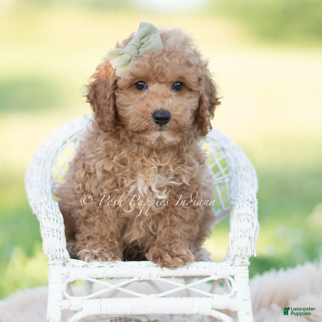 Mini Goldendoodle dogs for sale: ozzy - Ad 2