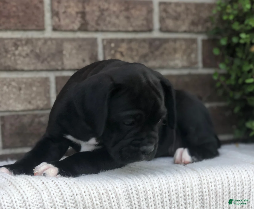 Boxer dogs for sale: Nova - Ad 3