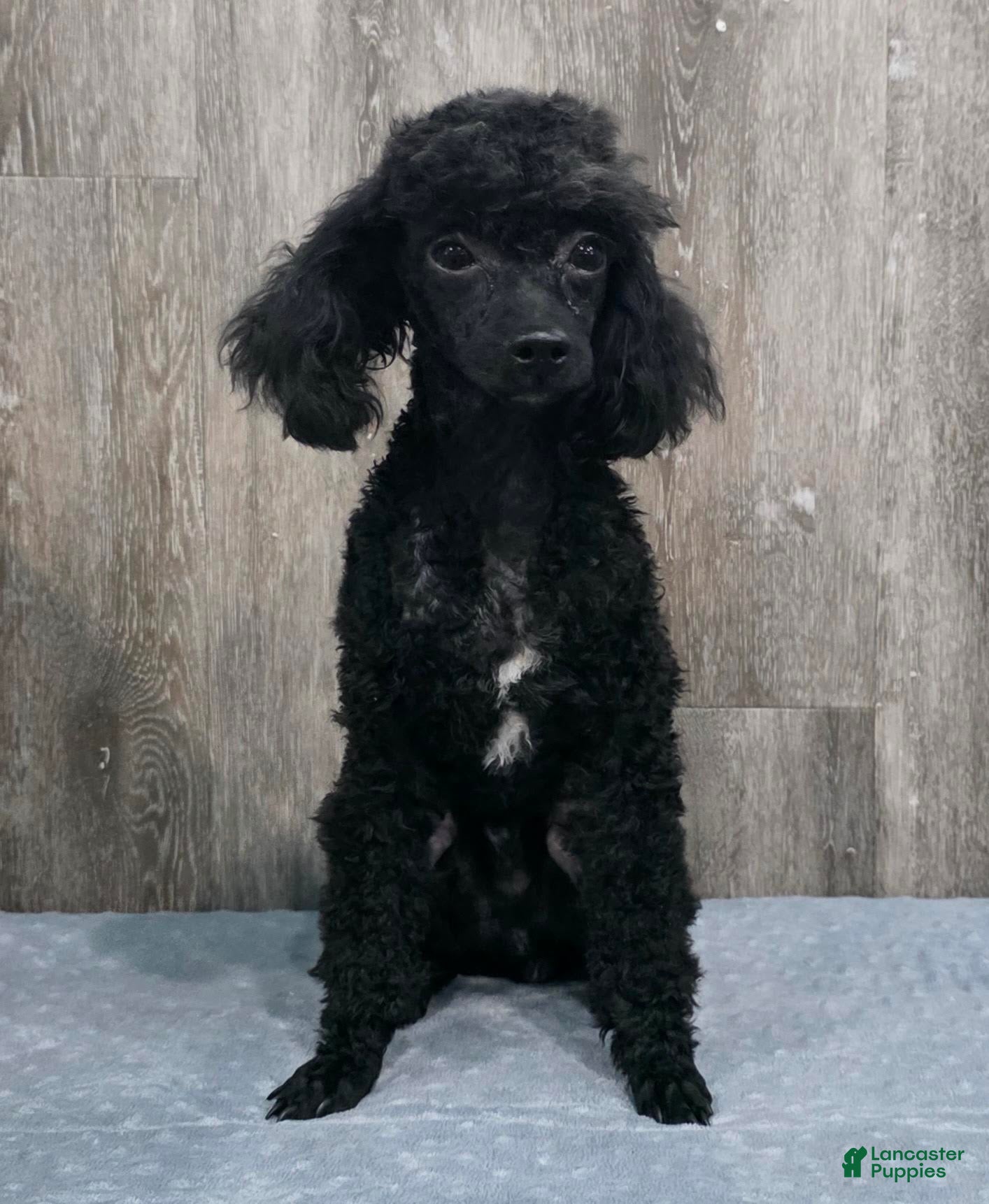 Mixed Breed dogs Dixon - Ad 1