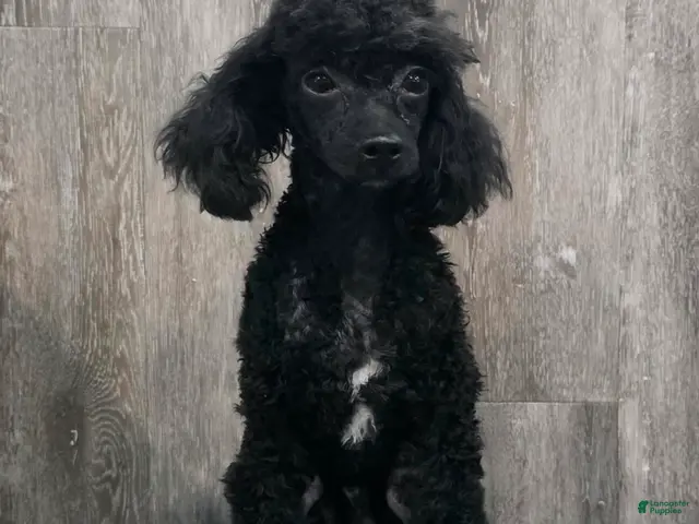 Mixed Breed dogs Dixon - Ad 1
