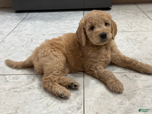 Goldendoodle dogs Martha - Ad 1