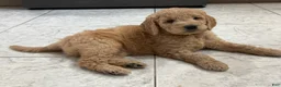 Goldendoodle dogs for sale: Martha - Ad 1