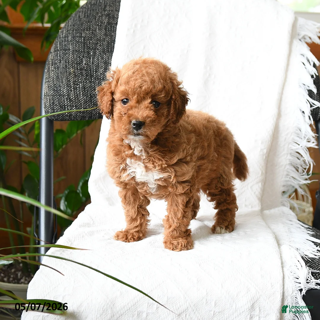Mini Goldendoodle dogs for sale: Adeline  - Ad 1