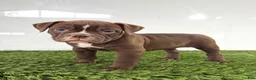 Olde English Bulldogge dogs for sale: Chloe - Ad 3