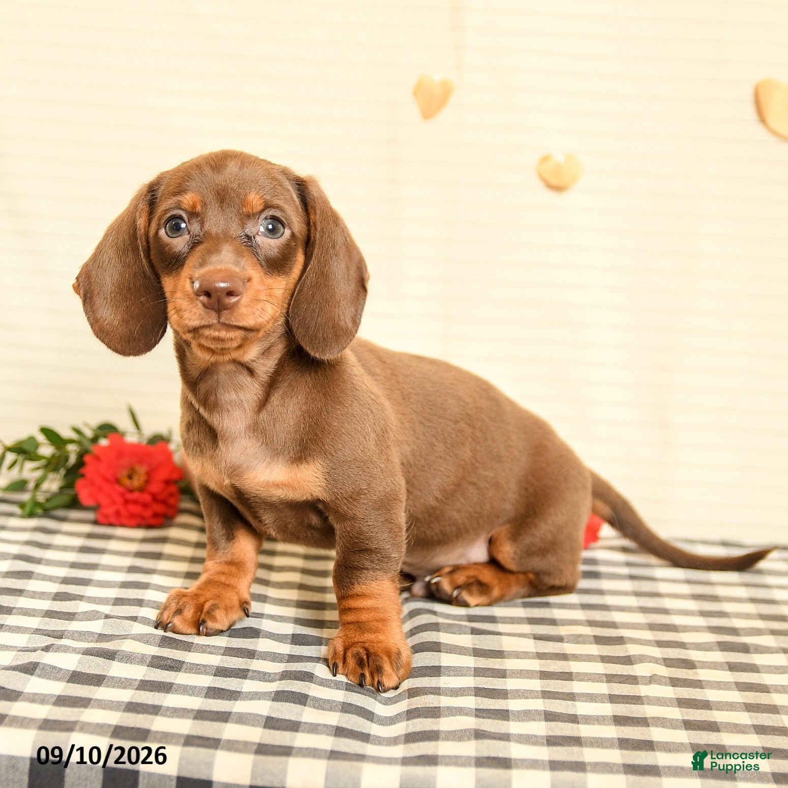 Miniature Dachshund dogs Morris - Ad 1