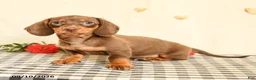 Miniature Dachshund dogs for sale: Morris - Ad 1