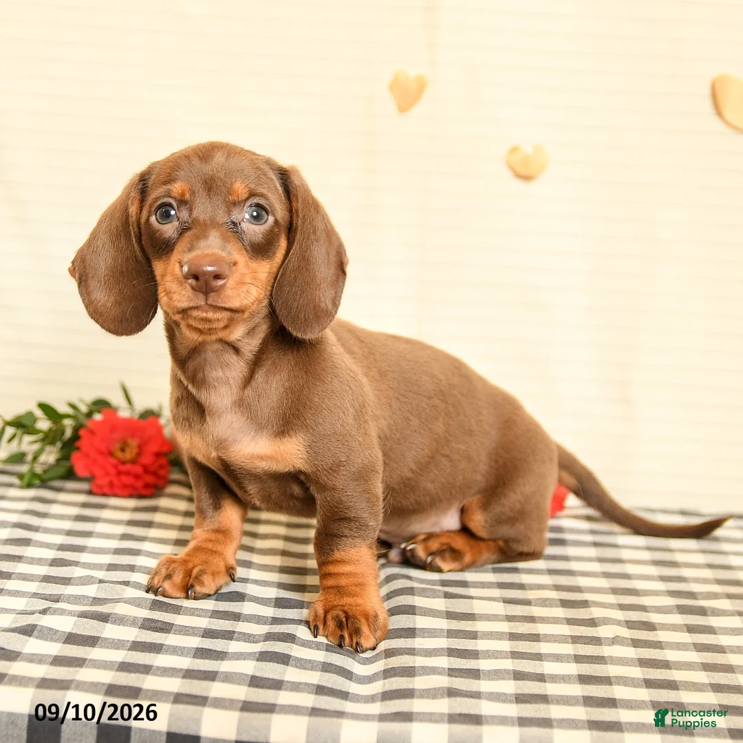 Miniature Dachshund dogs for sale: Morris - Ad 1