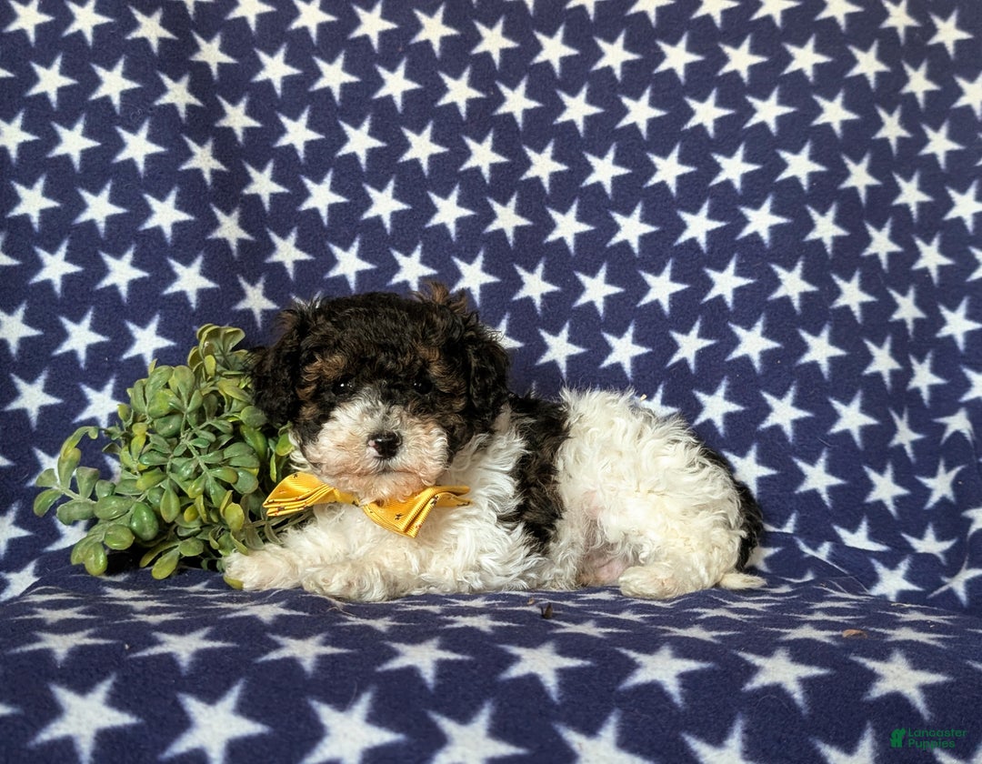 Miniature Poodle dogs for sale: Claude 9 lbs Full Grown - Ad 4