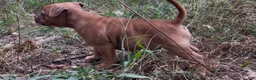 Staffordshire Bull Terrier dogs for sale: Tella - Ad 13