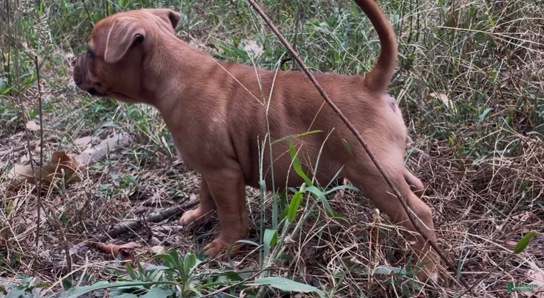 Staffordshire Bull Terrier dogs for sale: Tella - Ad 13
