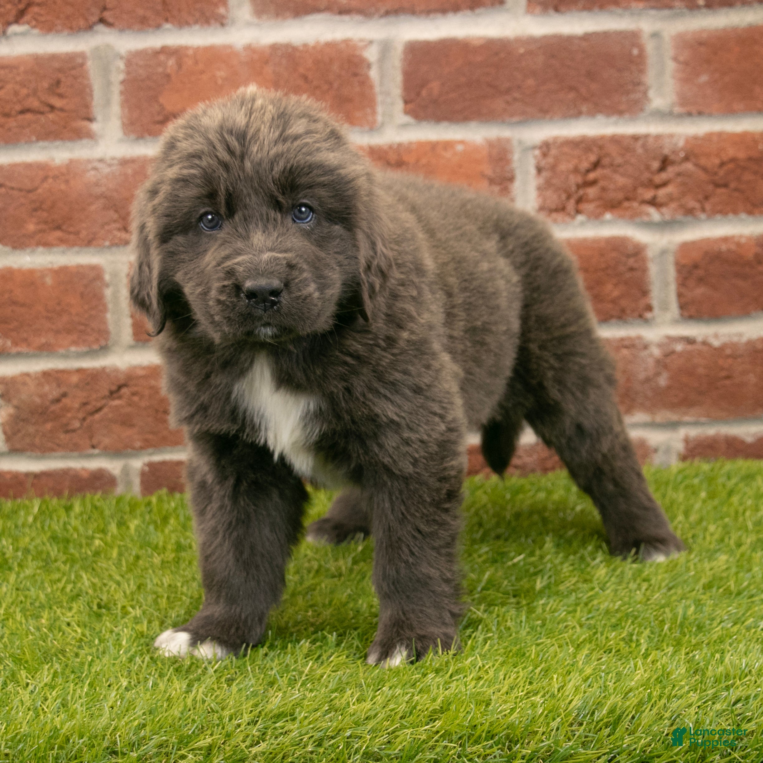 Newfoundland dogs Jenny - Ad 1