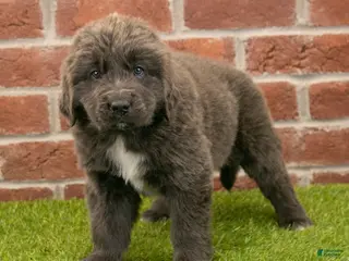Newfoundland dogs for sale: Jenny - Ad 3