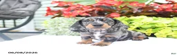 Miniature Dachshund dogs for sale: Oliver - Ad 4