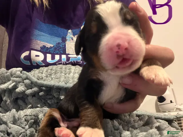Bernese Mountain Dog dogs Purple - Ad 10