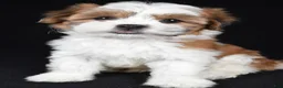 Teddy Bear dogs for sale: Candy - Ad 3