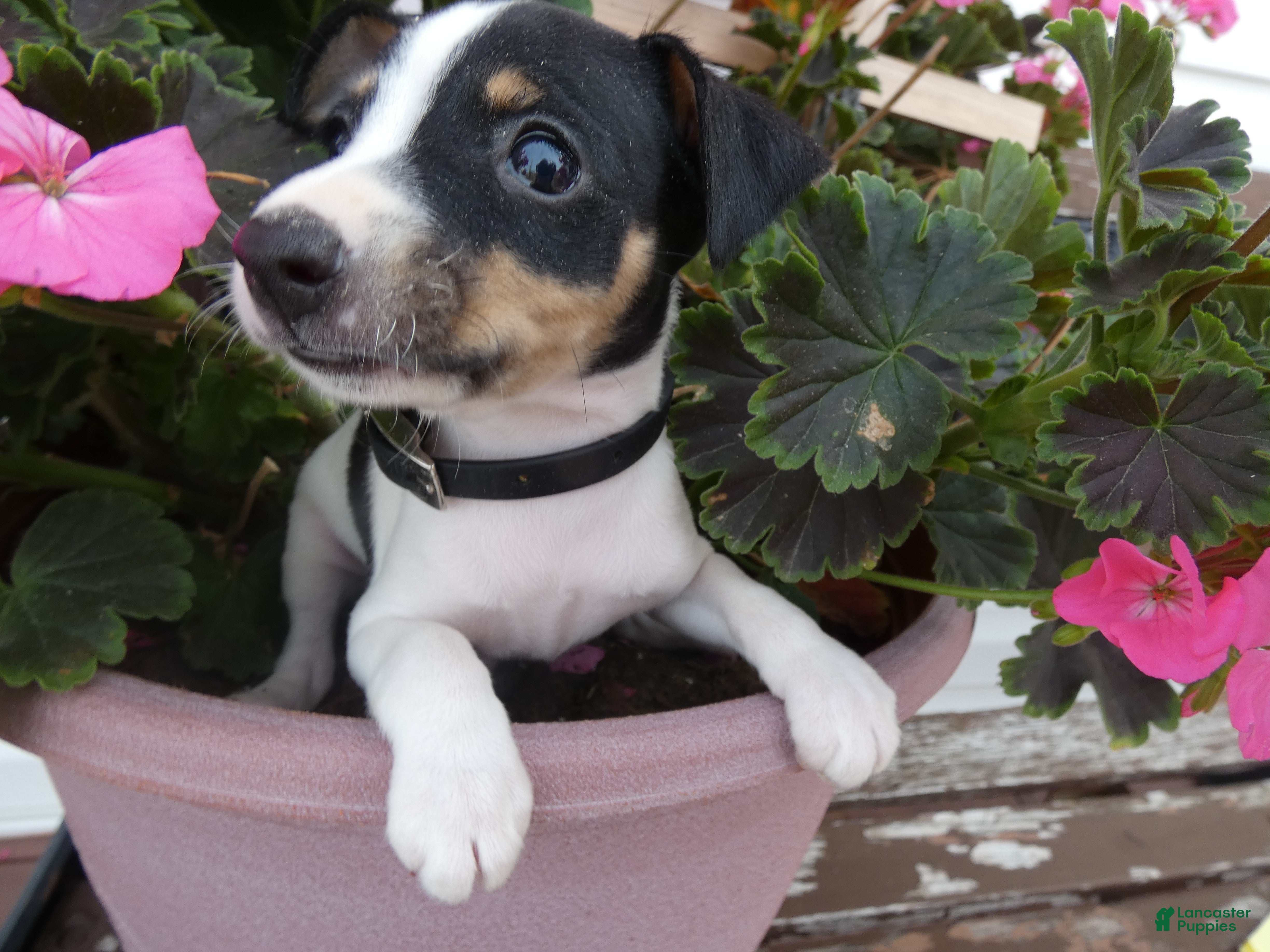 Toy Fox Terrier dogs Toy Fox Terrier 3 Jackson  - Ad 17
