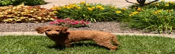 Cockapoo dogs for sale: Shellie - Ad 1