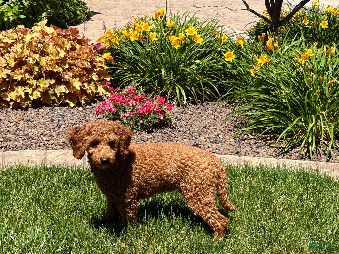 Cockapoo dogs for sale: Shellie - Ad 1