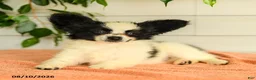 Papillon dogs for sale: Ralph - Ad 1