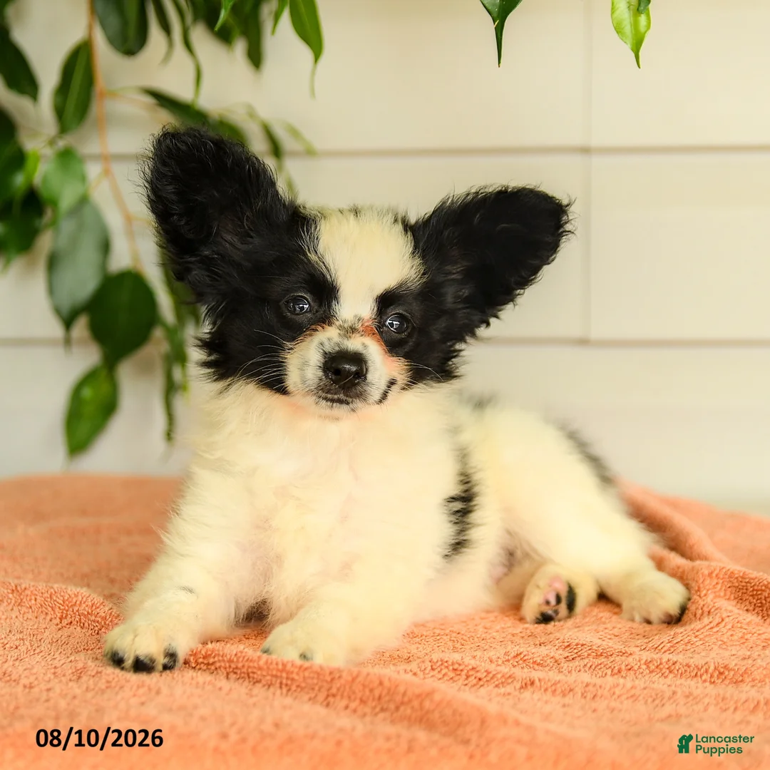 club-papillon様　1月 Ralph Papillon for sale in Christiana | Lancaster Puppies