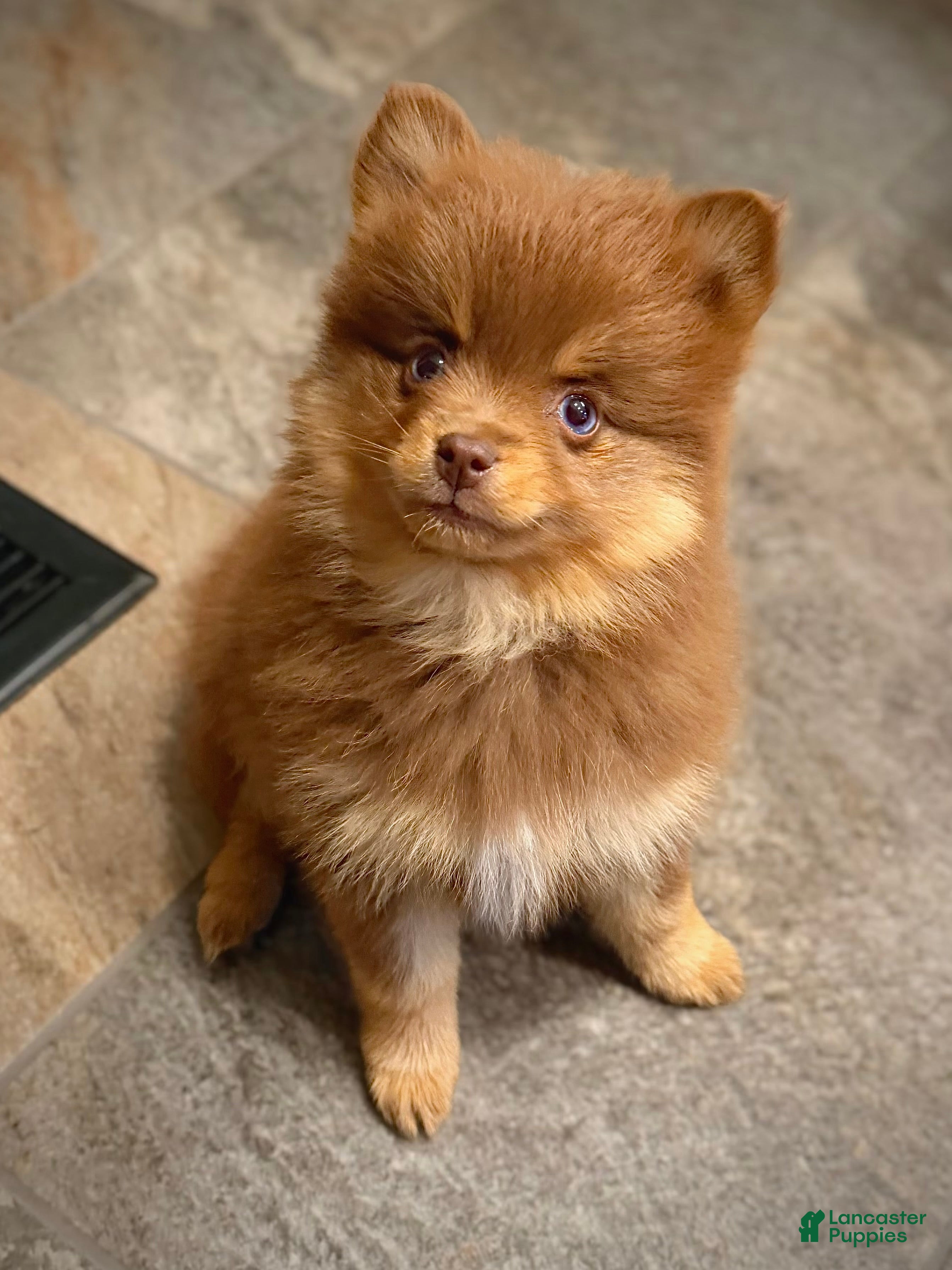 Pomsky dogs Heidi Jr. - Ad 2