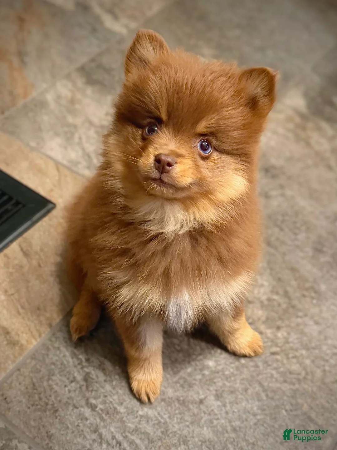 Pomsky dogs for sale: Heidi Jr. - Ad 14
