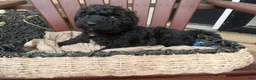Bernedoodle dogs for sale: Nash - Ad 2