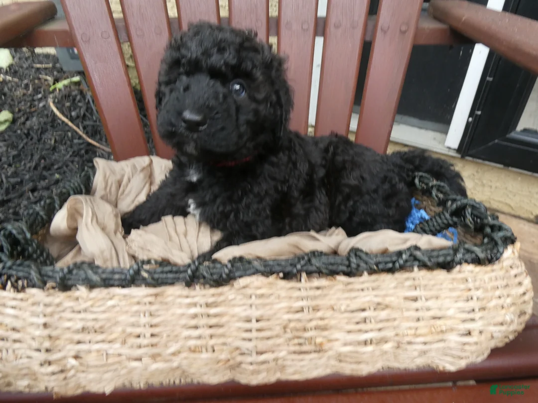 Bernedoodle dogs for sale: Nash - Ad 2