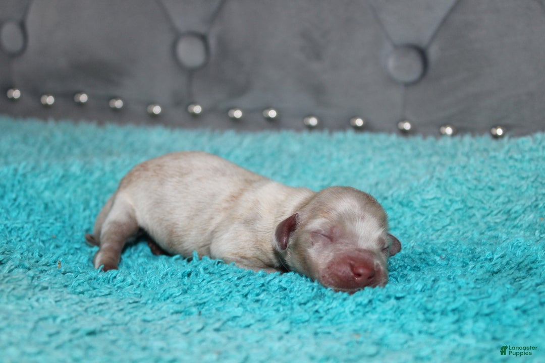 Miniature Dachshund dogs for sale: Duke Mini - Ad 1