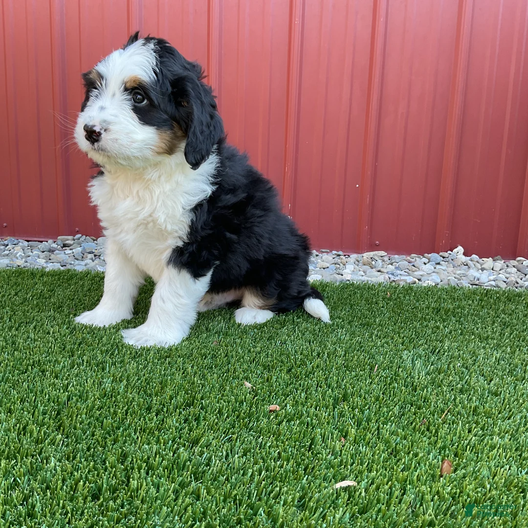 Bernedoodle dogs for sale: Tulip  - Ad 3