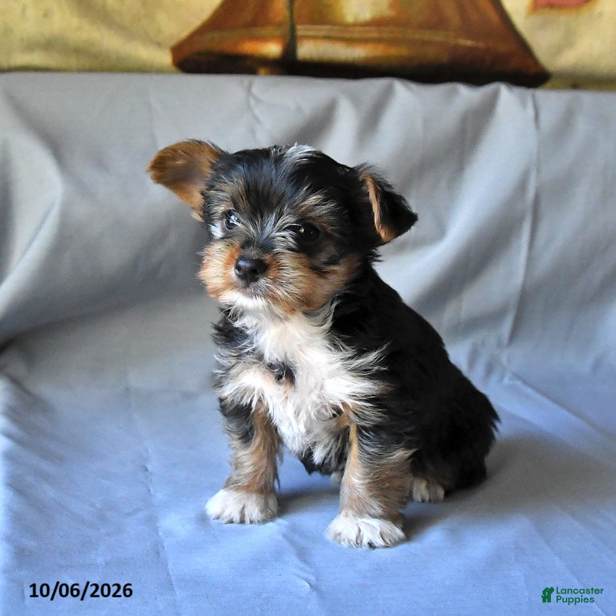 Yorkshire Terrier dogs Shawn  - Ad 2
