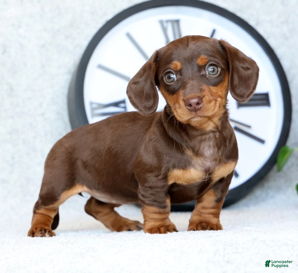 Miniature Dachshund dogs Dahlia - Ad 1