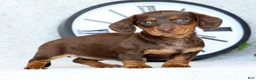 Miniature Dachshund dogs for sale: Dahlia - Ad 4