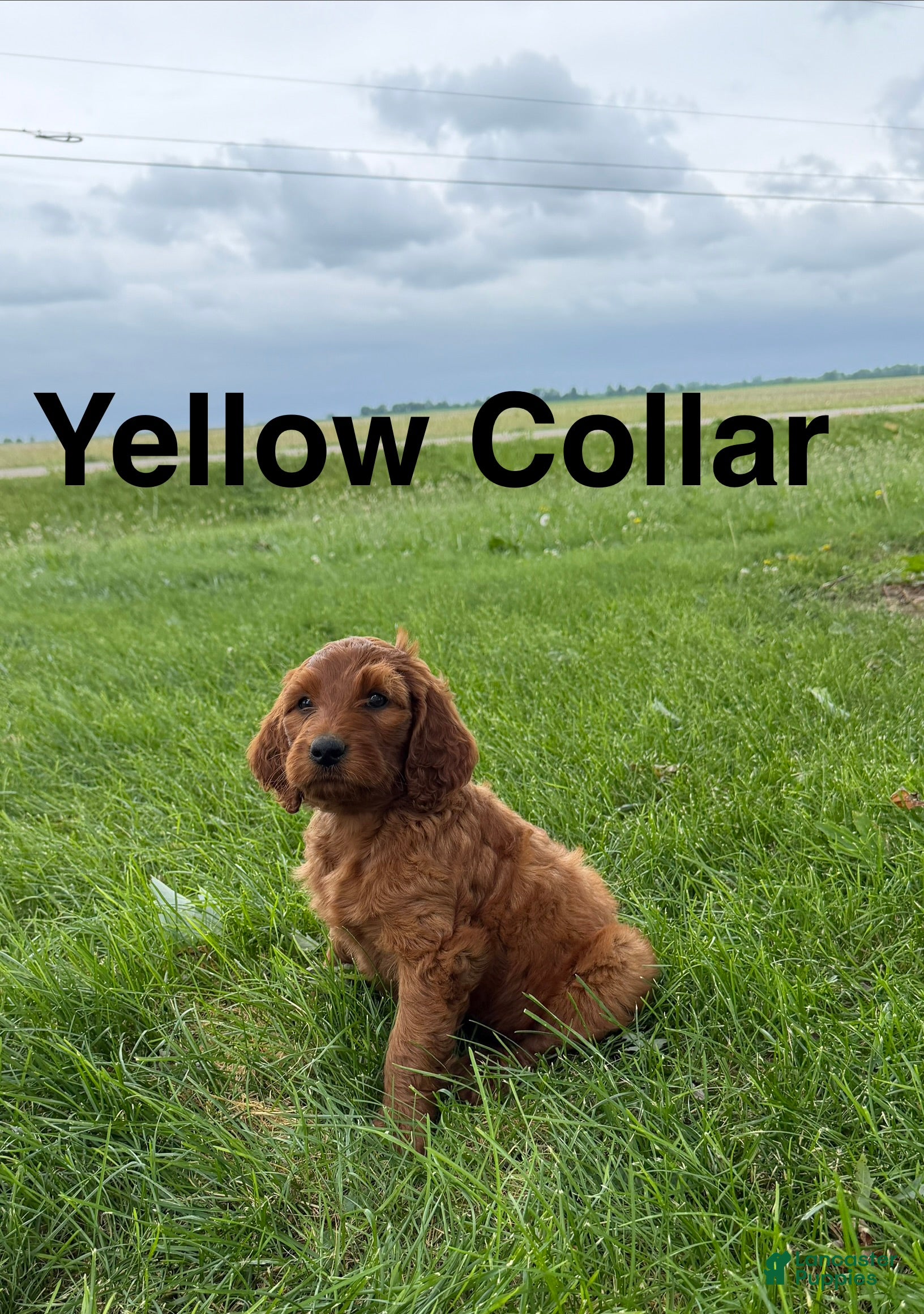 Irish Doodle dogs Daisy - Ad 2