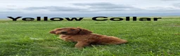 Irish Doodle dogs for sale: Daisy - Ad 1