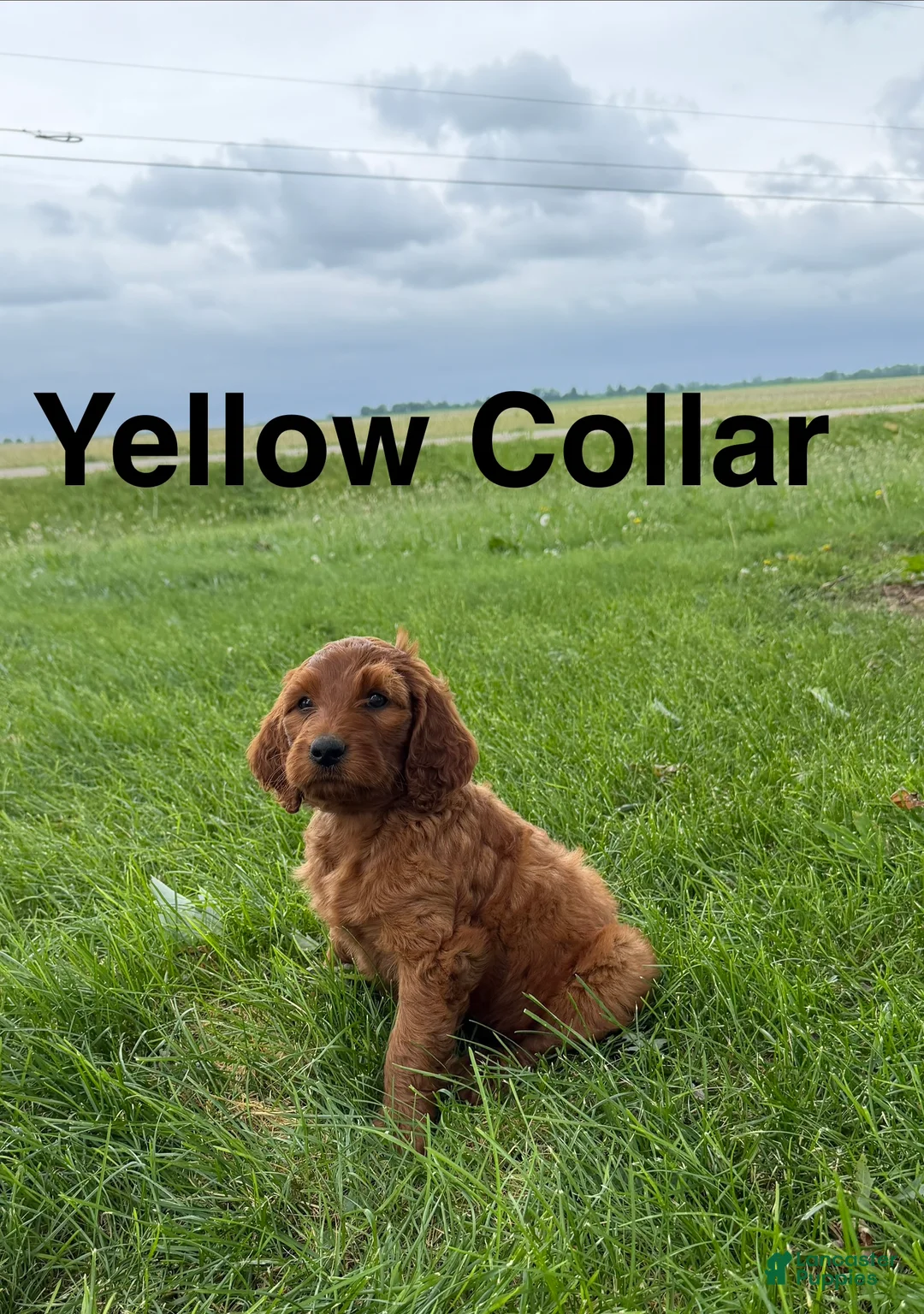 Irish Doodle dogs for sale: Daisy - Ad 1