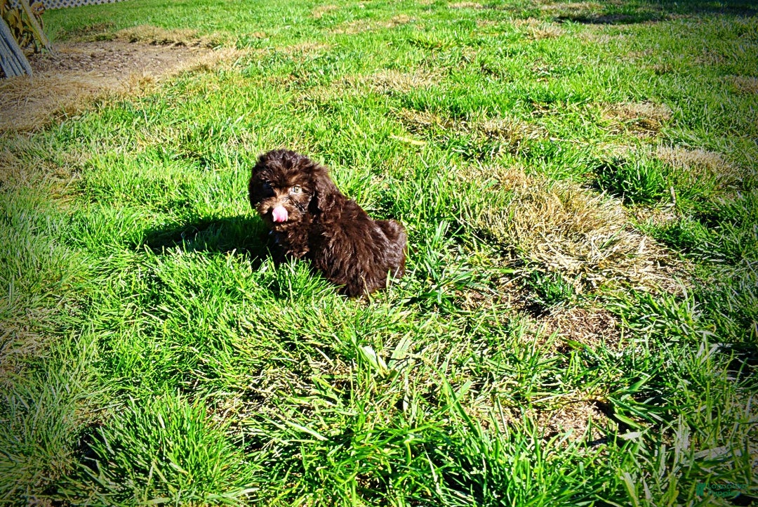 Havapoo dogs for sale: Itsy - Ad 13