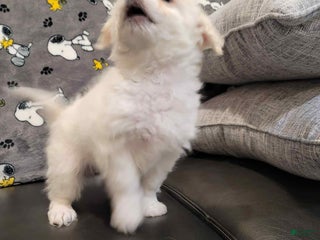 Mixed Breed dogs Speed - Ad 38