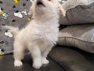 Mixed Breed dogs Speed - Ad 8