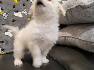 Mixed Breed dogs Speed - Ad 7