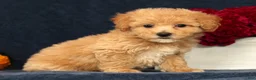Bichpoo dogs for sale: Oprah - Ad 5