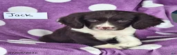 English Springer Spaniel dogs for sale: Jack - Ad 6