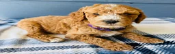 Goldendoodle dogs for sale: The Sweetheart -purple - Ad 3