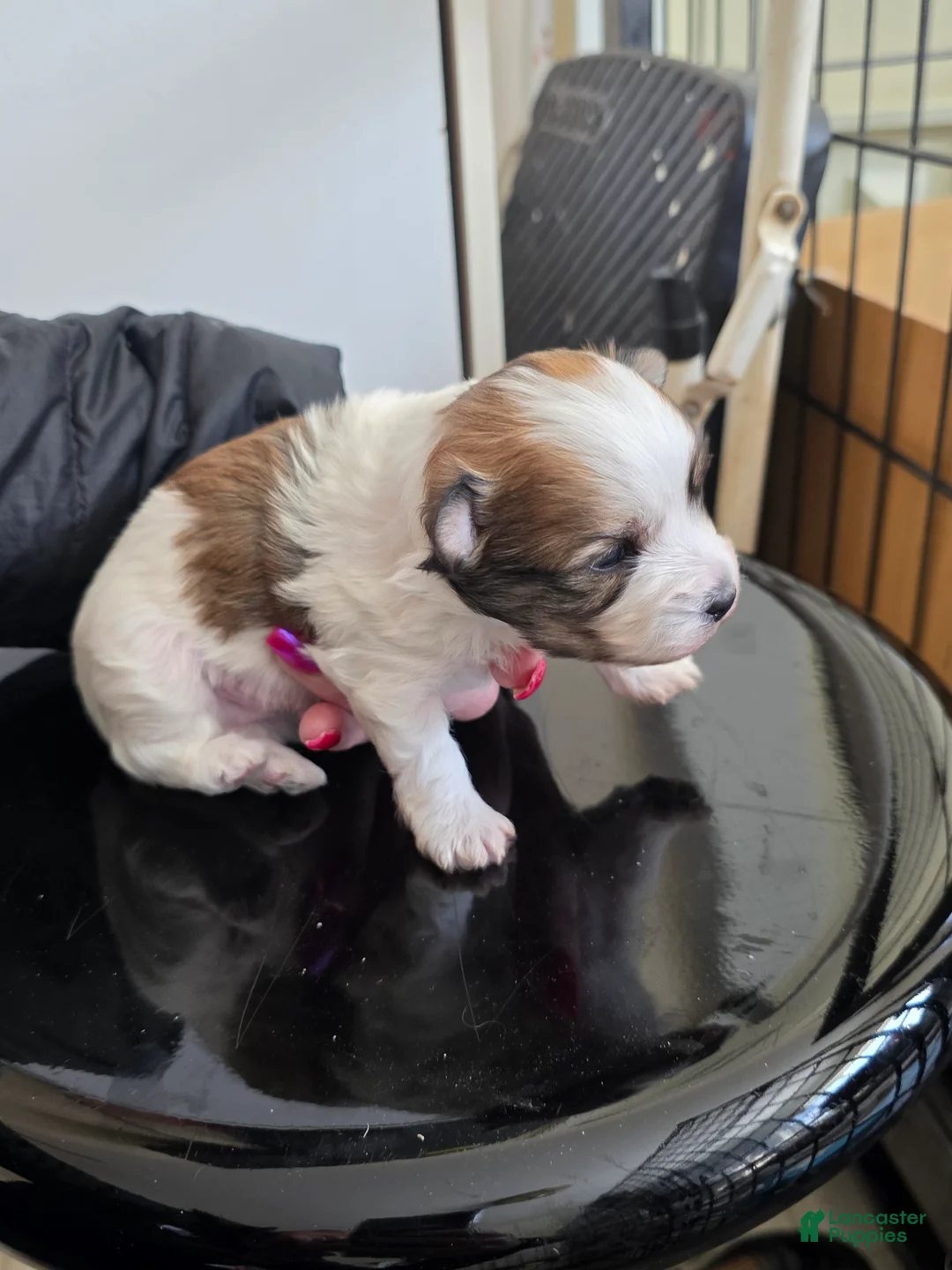 Morkie dogs for sale: Morkie Puppy 1 - Ad 1