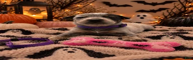 Honey - Purple collar
